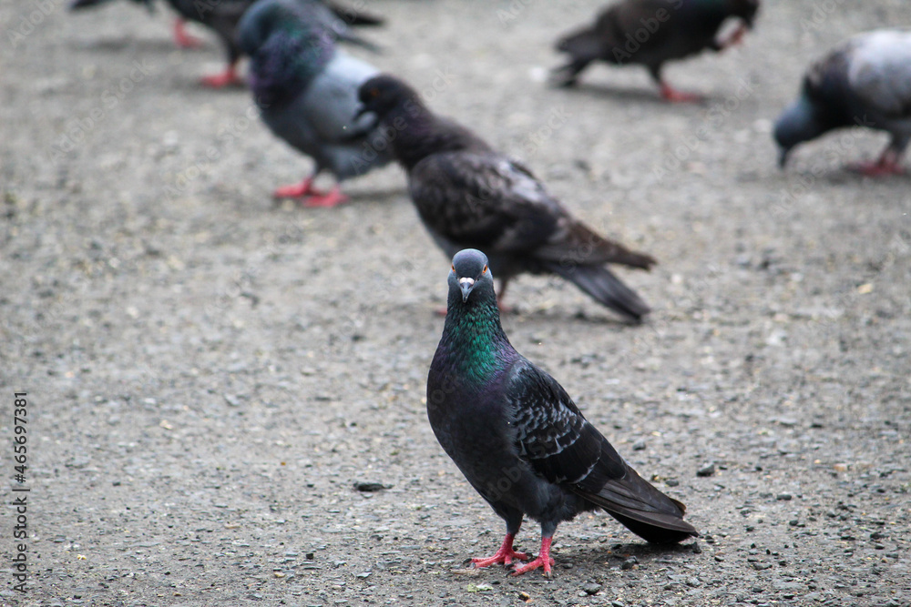 Obraz premium A close-up shot of many randomly positioned pigeons eating from the floor on the street.