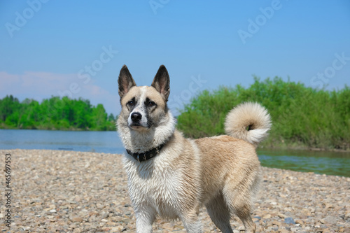 Beautiful dog after swimming in the river, walking near forest pond. photo