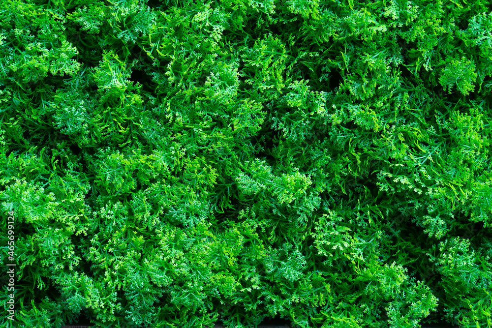 background from green plants. composition of the branches of a green plant. background