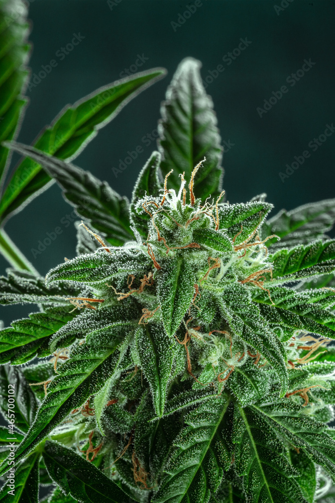 Cannabis plant, ready for harvest. Marijuana flowers in bloom and healthy green leaves. Growing cannabis for medicinal purposes Cannabis plant, ready for harvest. Marijuana flowers in bloom and healthy green leaves. Growing cannabis for medicinal purposes