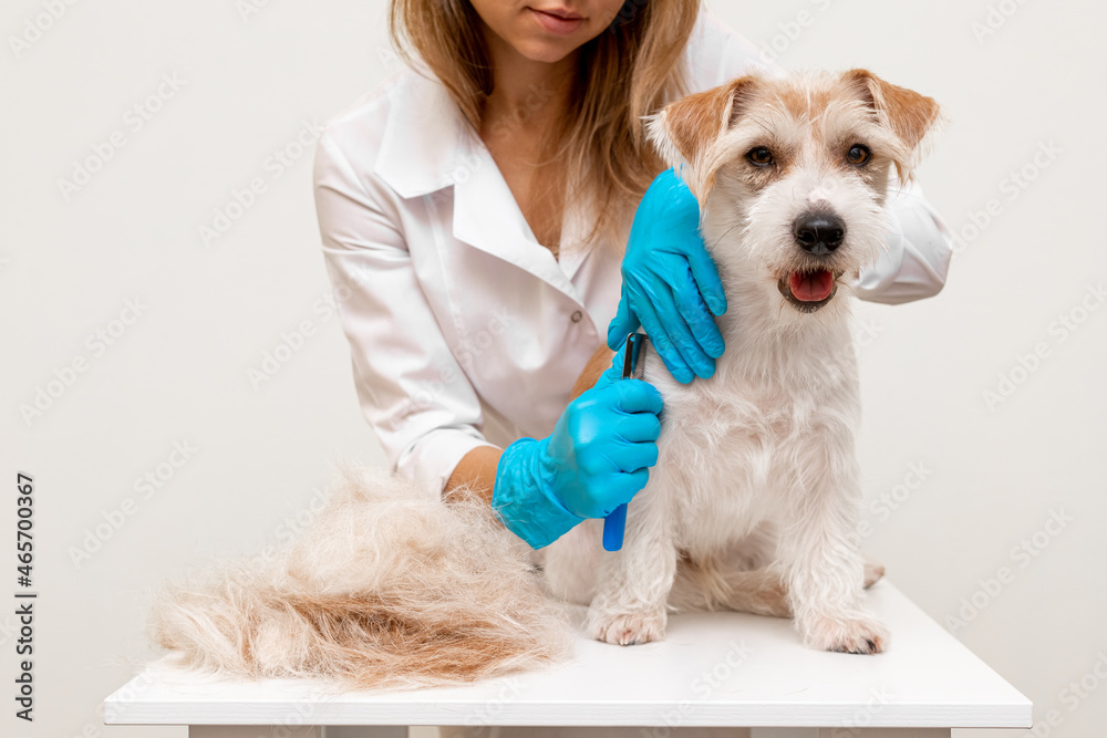 Grooming procedure in a veterinary clinic. A girl in a white coat and blue gloves carries out the removal-trimming of the old coat of an overgrown Jack Russell Terrier puppy on a white table Grooming procedure in a veterinary clinic. A girl in a white coat and blue gloves carries out the removal-trimming of the old coat of an overgrown Jack Russell Terrier puppy on a white table