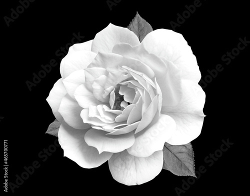 Black and white rose flower close up