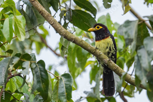 Yellow-billed Barbet - Trachyphonus purpuratus, beautiful colored barbet from African forests and woodlands, Kibale forest, Uganda. photo