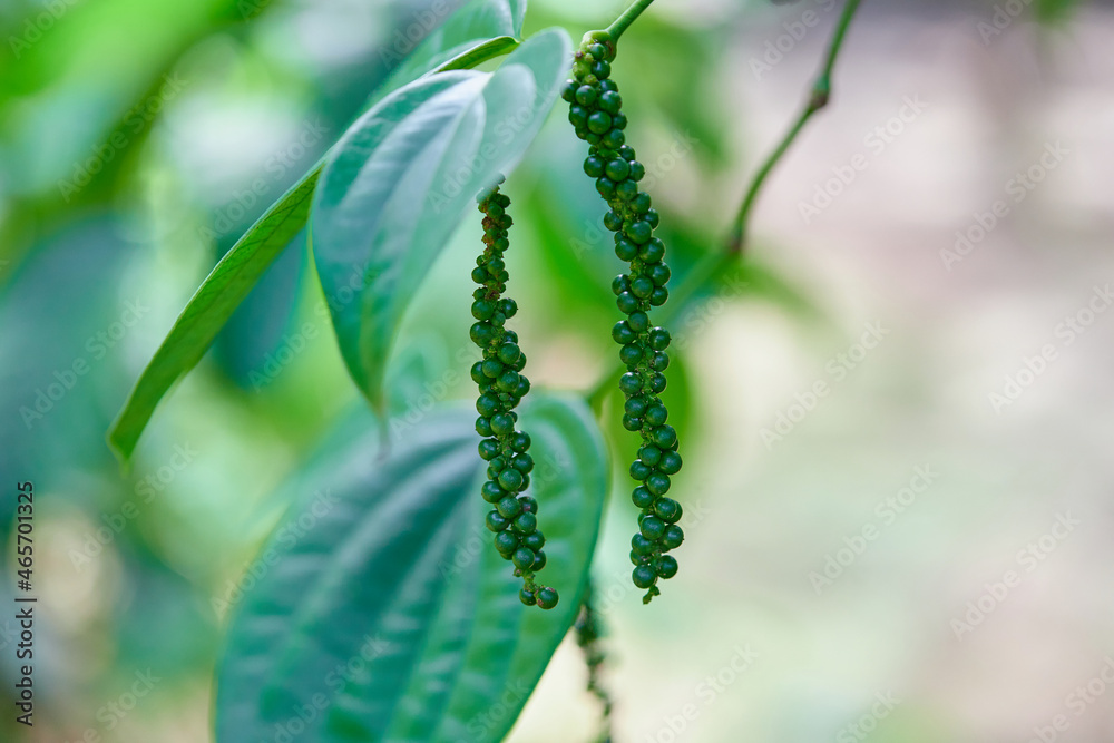 Fototapeta premium bunch of organic fresh green pepper plant in the garden