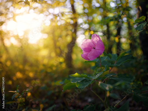 Fototapeta Naklejka Na Ścianę i Meble -  beautiful wild peony flower in a spring forest on the top of a mountain.