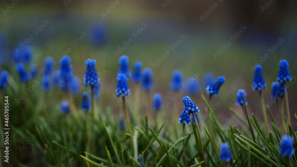 First blue spring flowers First blue spring flowers