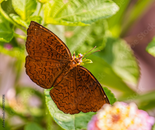 Bright orange Butterfly Ariadne merione on a flower with the blurred background photo