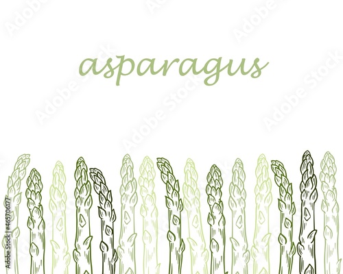 Template with growing sprouts of asparagus, vector illustration. Background with green asparagus pods, hand engraved. Vintage, food sketch.