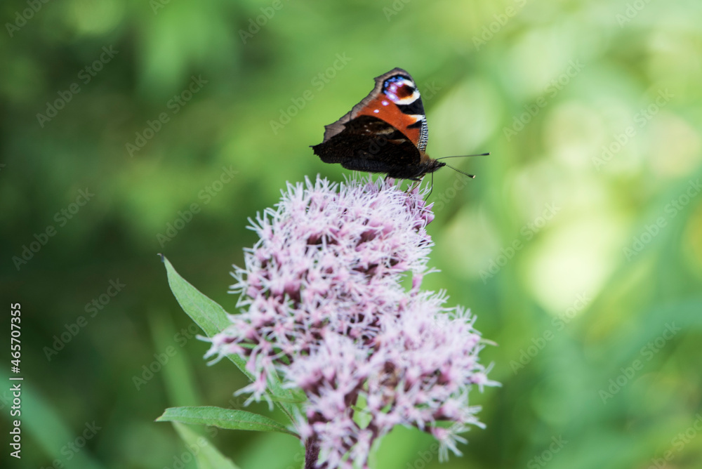 Schmetterling Schmetterling