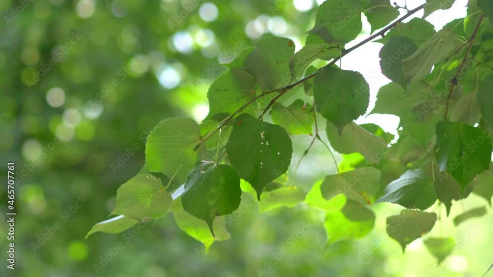 Green tree leaves background in 4k slow motion 60fps Green tree leaves background in 4k slow motion 60fps