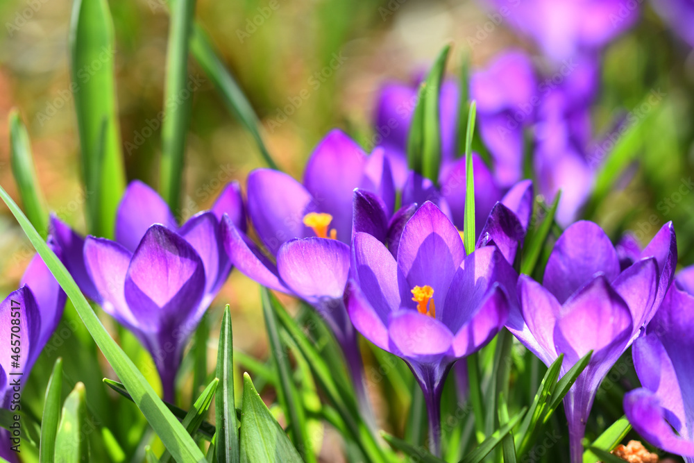 Lila Krokusse m Blumenbeet