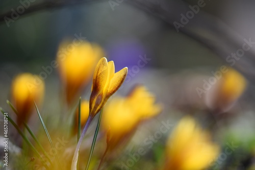 Gelbe Krokusse m Blumenbeet