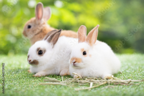 Group of adorable bunny sitting on green grass, waiting for feeding food in the garden. Cute animal and pet.