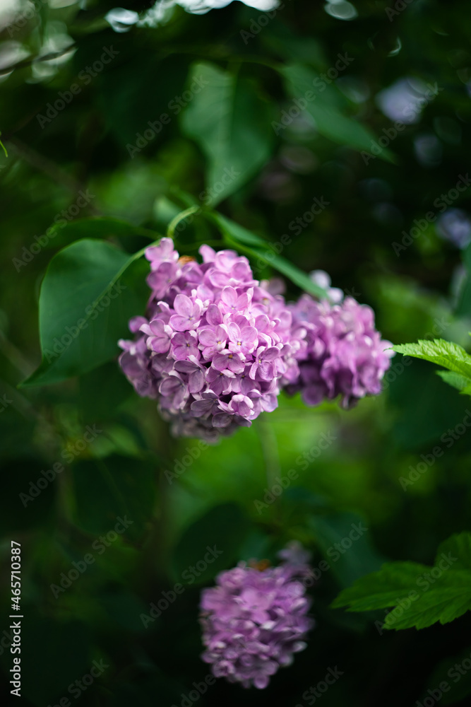 Lilac flowers growing on a bush. Macro photo. Lilac flowers growing on a bush. Macro photo.
