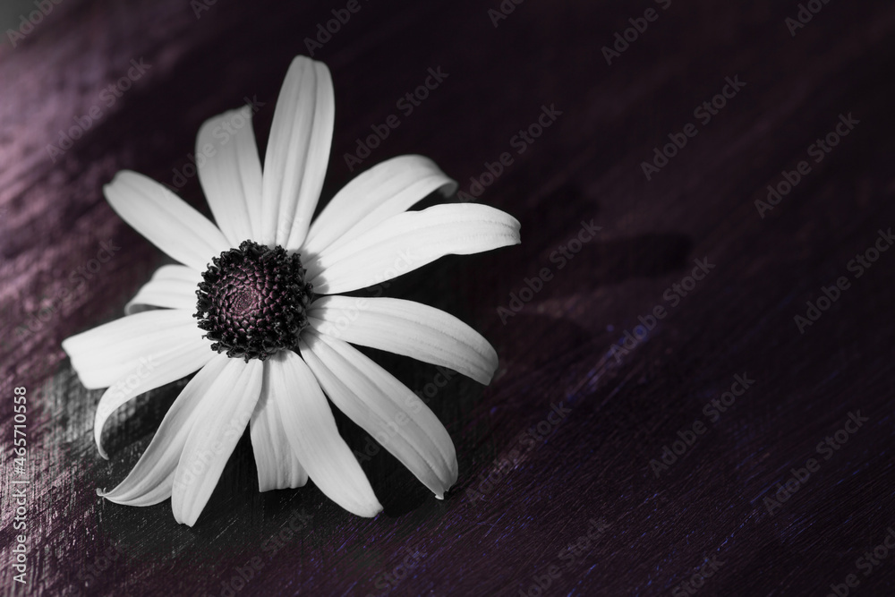 Obraz premium Bright blooming flower on an abstract dark background.