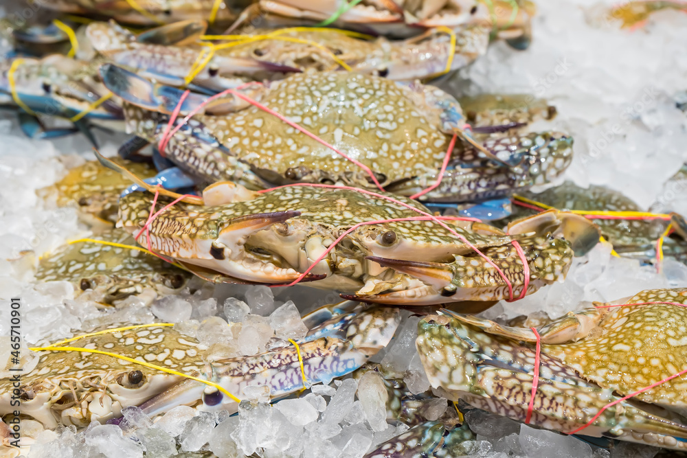 Colorful crab on salt ice as raw ingredient for cooking that selling in the market