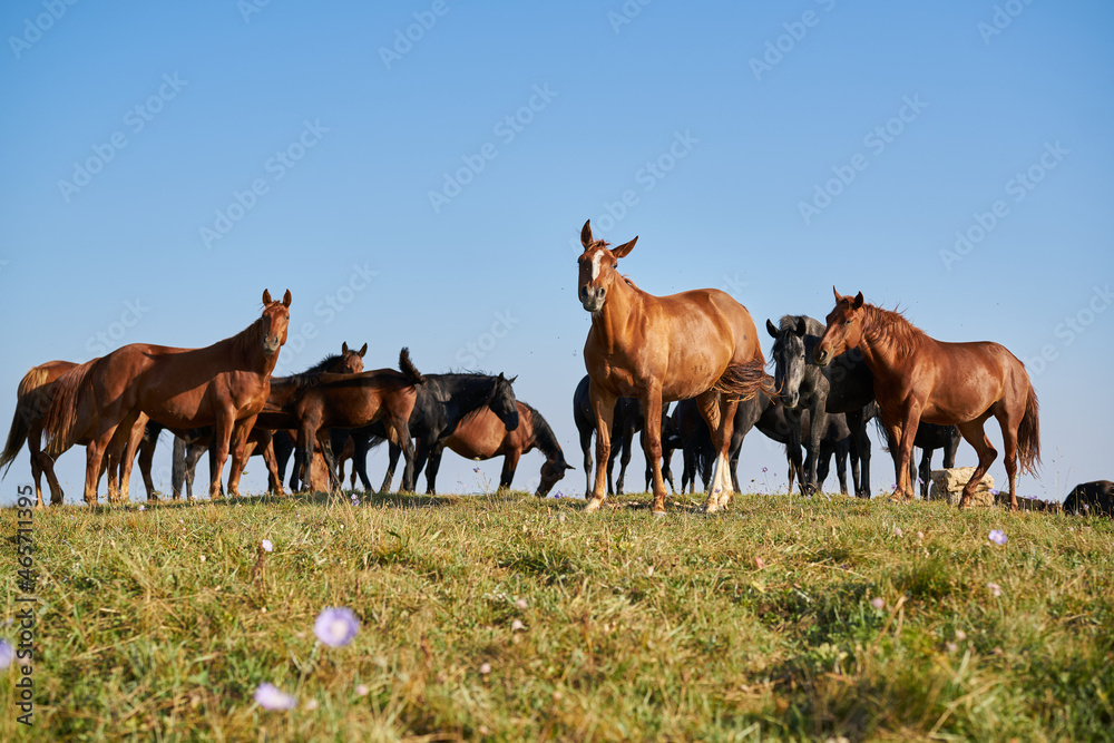 Fototapeta premium Herd of horses in the field mammals animals landscape