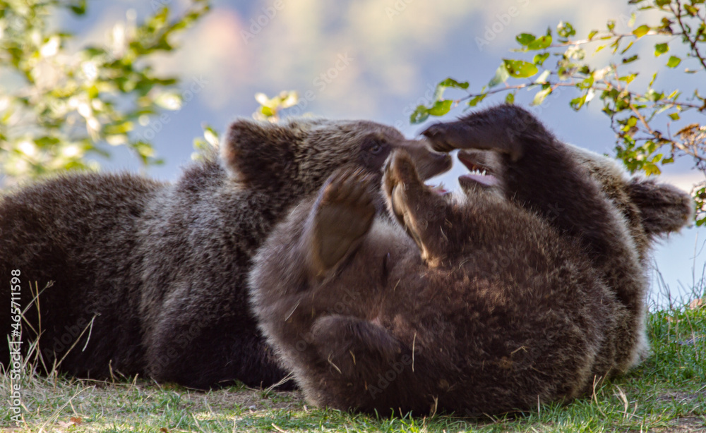 Obraz premium Young bears