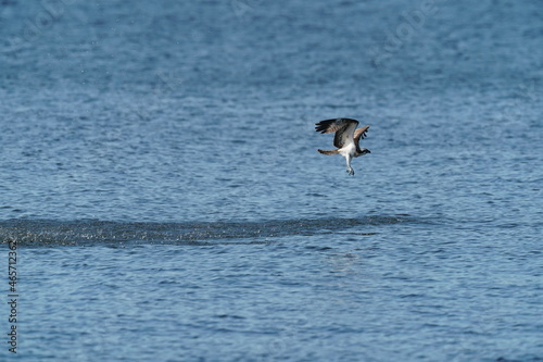 osprey in the seashore