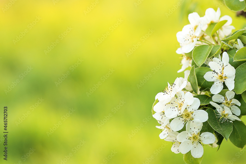 blooming with small white flowers, a delicate aerial branch on a natural green background blooming with small white flowers, a delicate aerial branch on a natural green background