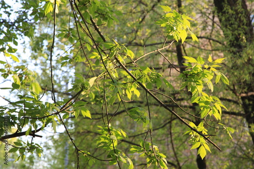 leaves in the sun