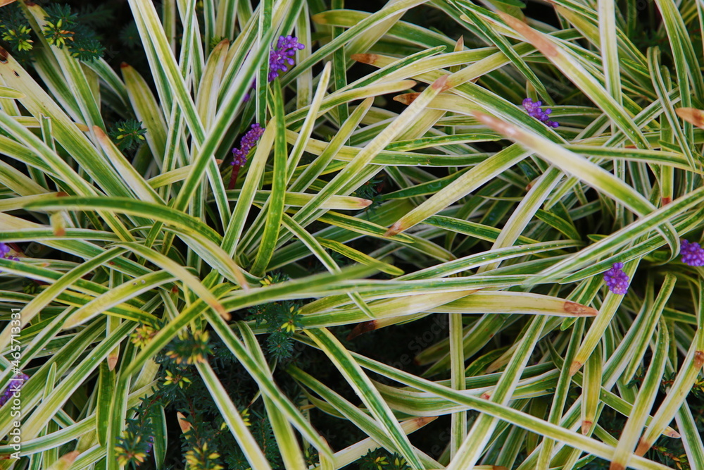 close up of grass close up of grass