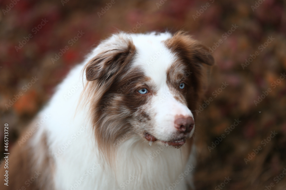 Cute white and brown chocolate merle border collie male with striking ice blue eyes is sitting infront of red autumn foliage and chilling while looking past the camera into the distance.