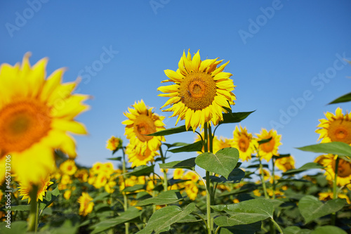 Agricultural field with yellow  blooming sunflowers against the blue sky