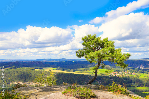 Weather pine on the mountain Lilienstein, Saxon Switzerland - Germany 