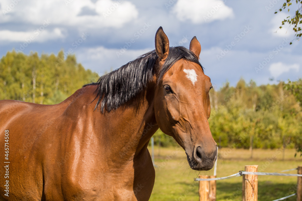 Beautiful bay horse close up with a birthmark. Beautiful bay horse close up with a birthmark.