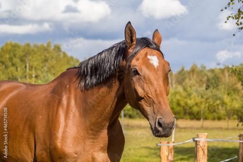 Beautiful bay horse close up with a birthmark. 