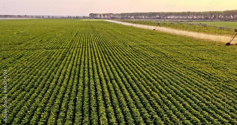 Soy bean field watered with pivot irrigation system Soy bean field watered with pivot irrigation system