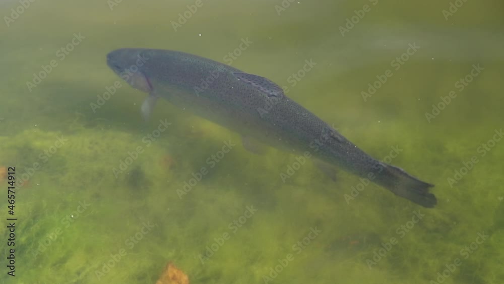 Lake trout are caught in sport fishing competitions Lake trout are caught in sport fishing competitions