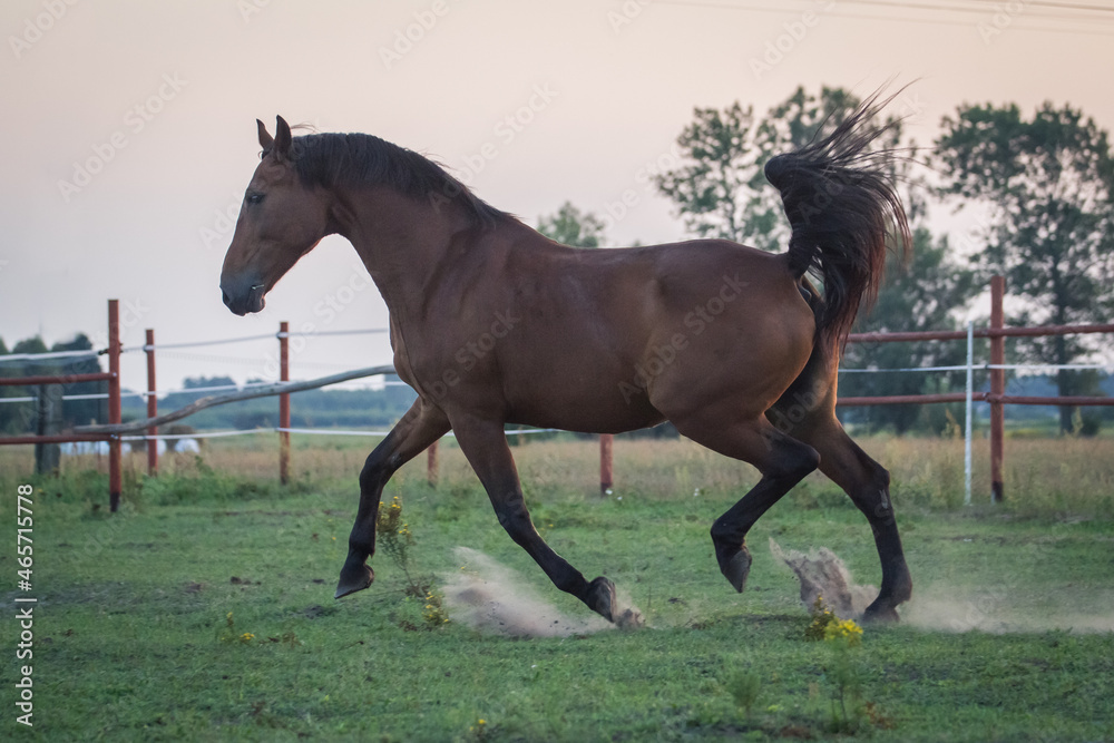 Obraz premium Amazing horse trot