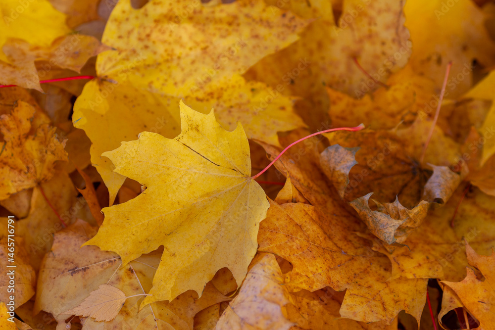 Autumn background of fallen yellow maple leaves Autumn background of fallen yellow maple leaves