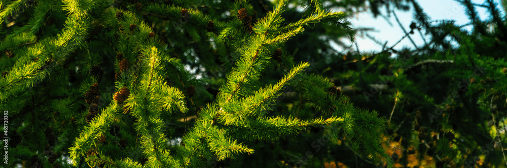 yellow three on sky background panorama yellow three on sky background panorama