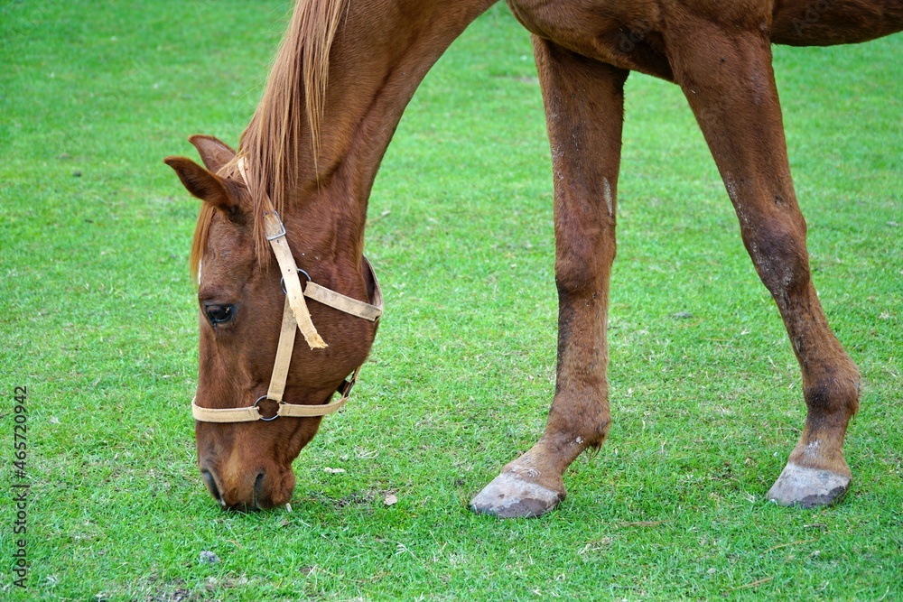 Obraz premium View of a horse on the shore of Poyrazlar Lake in Sakarya, Turkey.