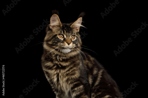 Close-up Portrait of Maine Coon cat isolated on black background, side view