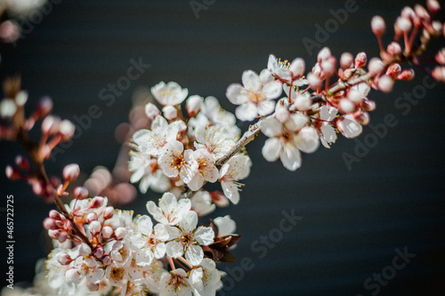 new plum blossoms on tree in spring
