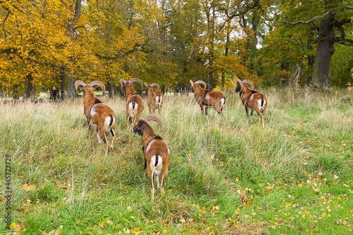 Foto a flock of mouflon rams stand facing away on the green grass in the park on a wa