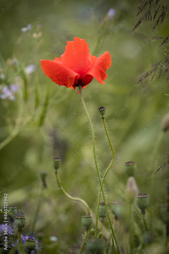 red poppy in a field