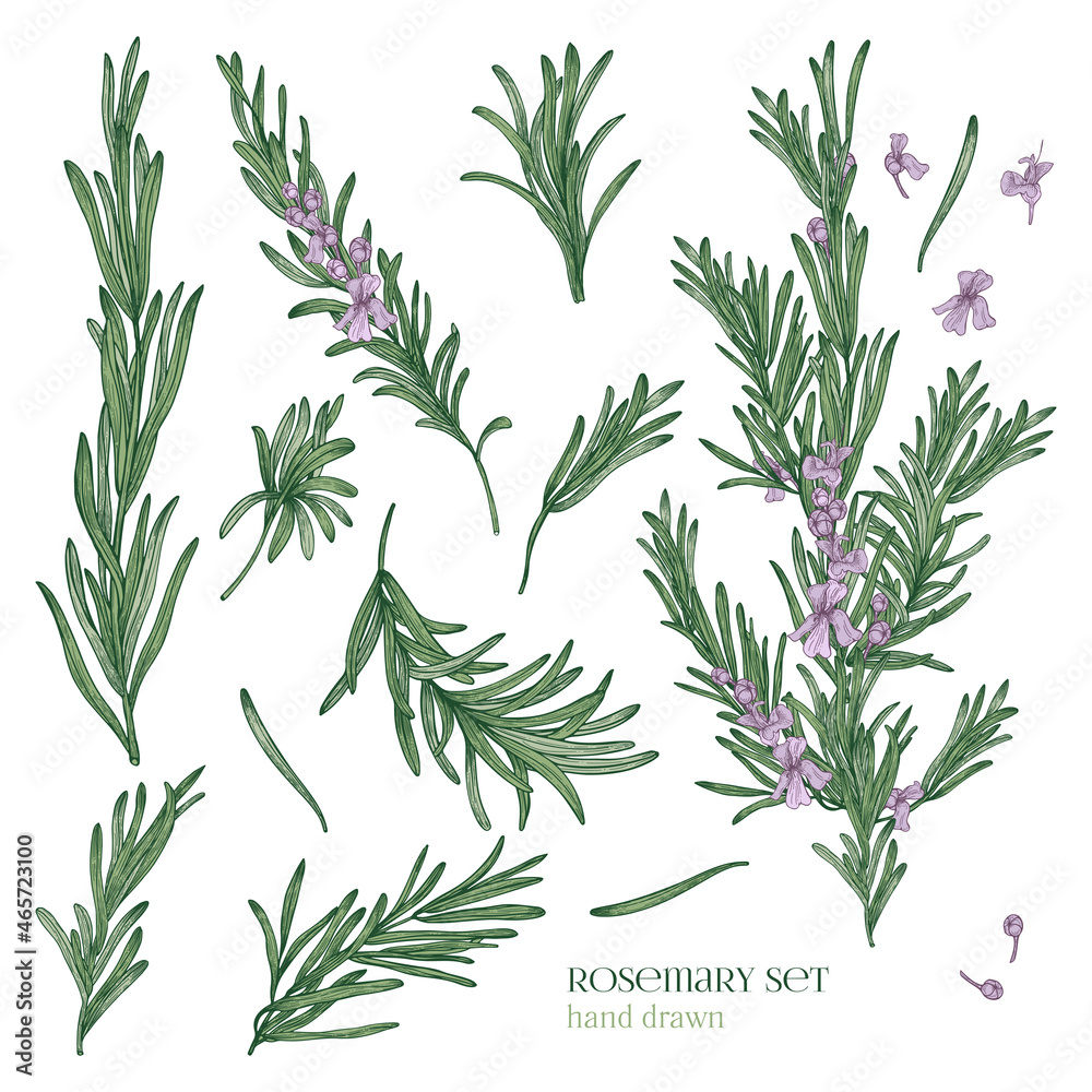 Fototapeta premium Collection of elegant drawings of rosemary plants with flowers isolated on white background. Fragrant herb hand drawn in retro style. View from different angles. Botanical vector illustration.