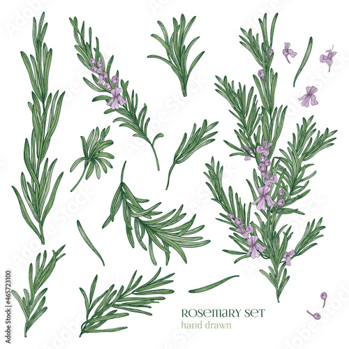 Collection of elegant drawings of rosemary plants with flowers isolated on white background. Fragrant herb hand drawn in retro style. View from different angles. Botanical vector illustration.