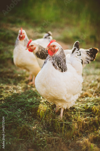 Two Light Sussex chickens free ranging on farm in late afternoon light photo