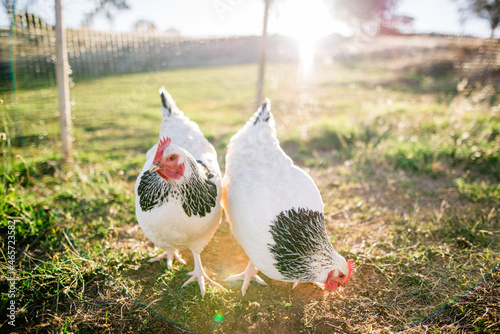 Two Light Sussex chickens free ranging on farm in late afternoon light