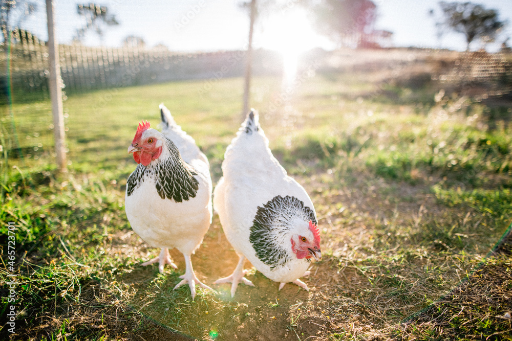 Naklejka premium Two Light Sussex chickens free ranging on farm in late afternoon light