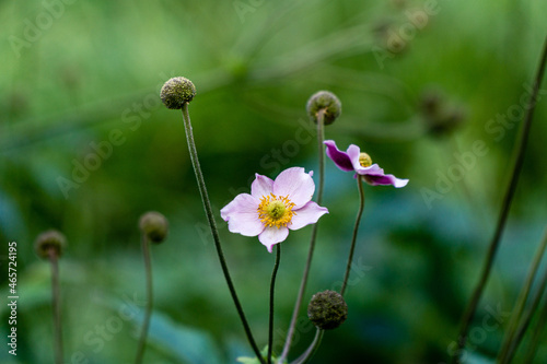 Blooming japonese thimbleweed in a garden photo