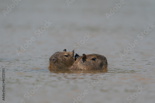 The capybara (Hydrochoerus hydrochaeris) in the water