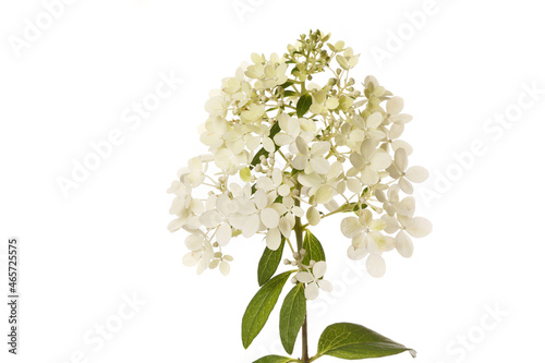 White hydrangea flowers isolated on white background.