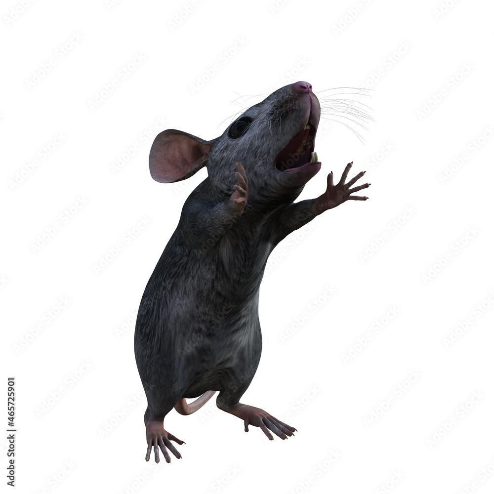 black rat